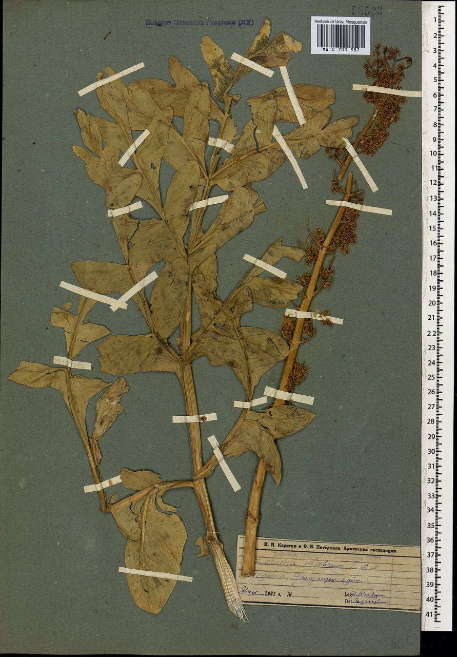 Ferula glabrifolia M.Panahi, Piwczyñski, Puchałka & Spalik, Caucasus, Armenia (K5) (Armenia)