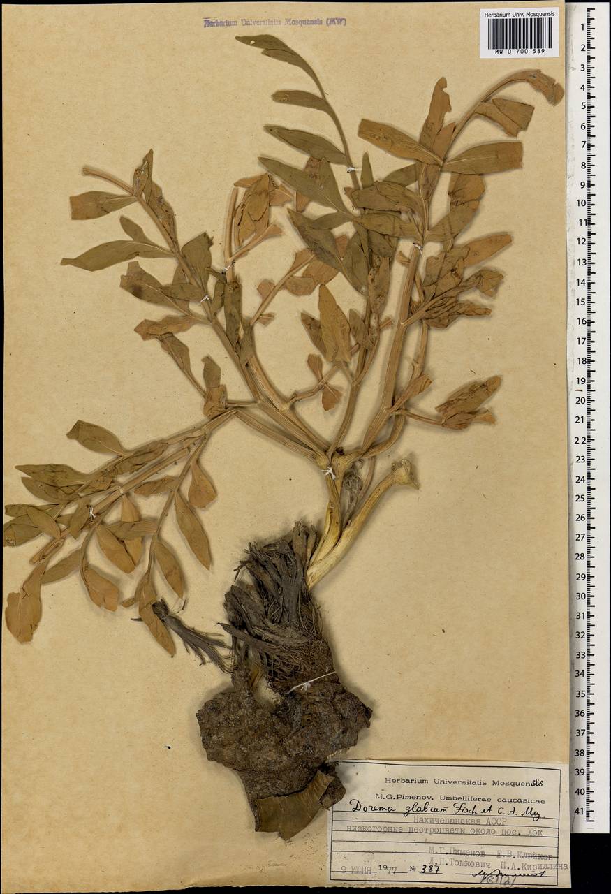 Ferula glabrifolia M.Panahi, Piwczyñski, Puchałka & Spalik, Caucasus, Azerbaijan (K6) (Azerbaijan)