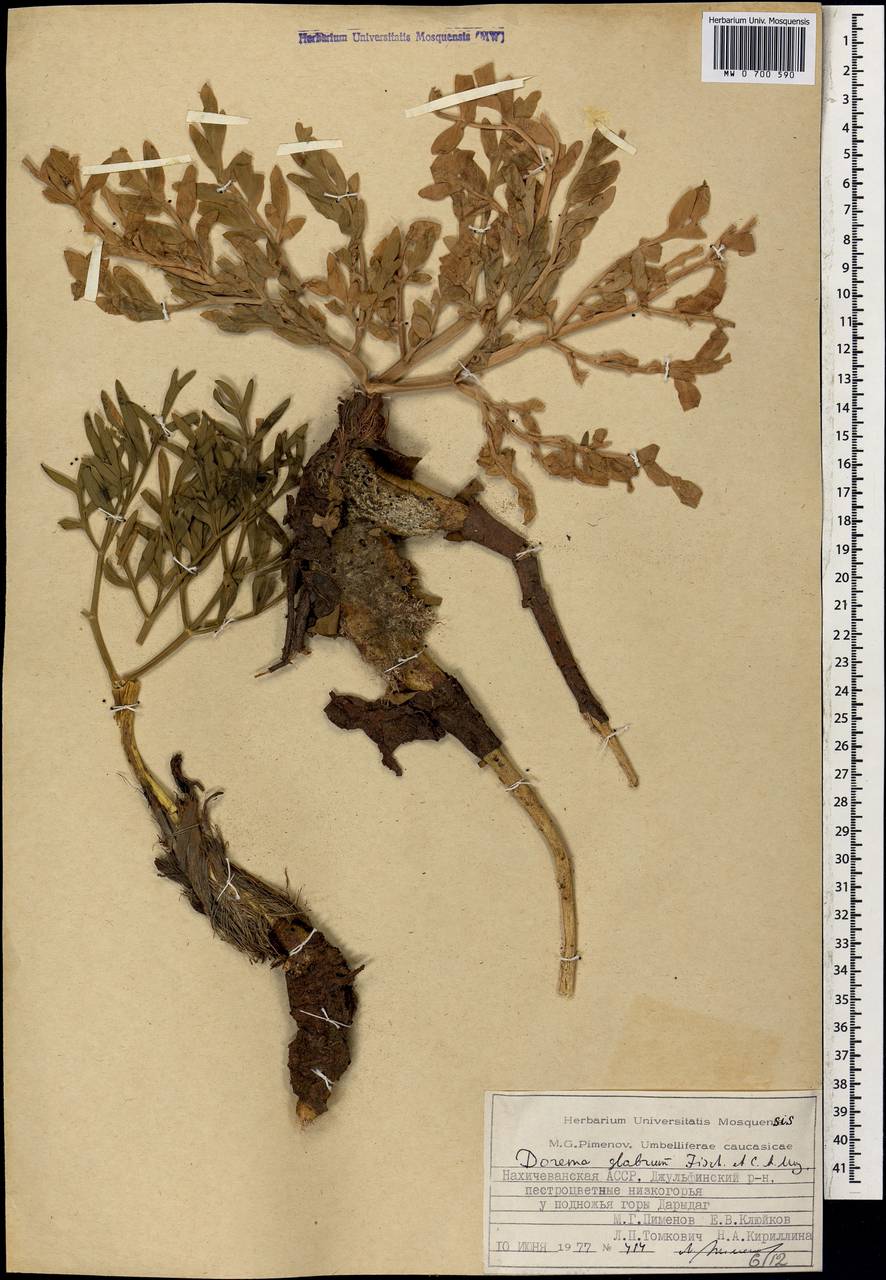 Ferula glabrifolia M.Panahi, Piwczyñski, Puchałka & Spalik, Caucasus, Azerbaijan (K6) (Azerbaijan)