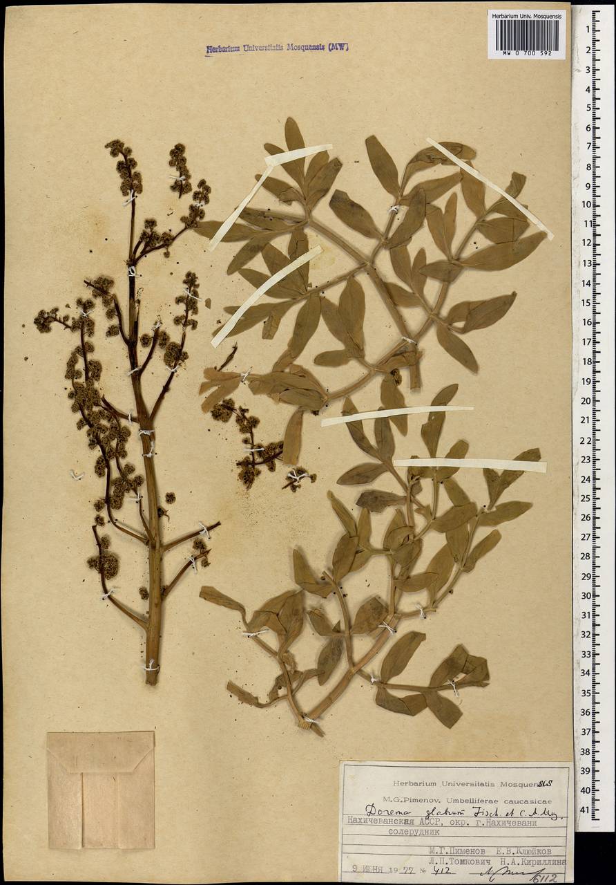 Ferula glabrifolia M.Panahi, Piwczyñski, Puchałka & Spalik, Caucasus, Azerbaijan (K6) (Azerbaijan)