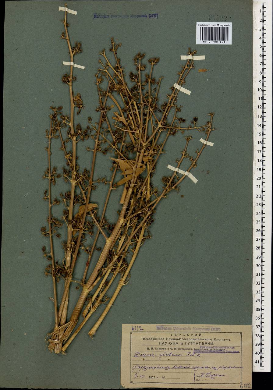 Ferula glabrifolia M.Panahi, Piwczyñski, Puchałka & Spalik, Caucasus, Azerbaijan (K6) (Azerbaijan)