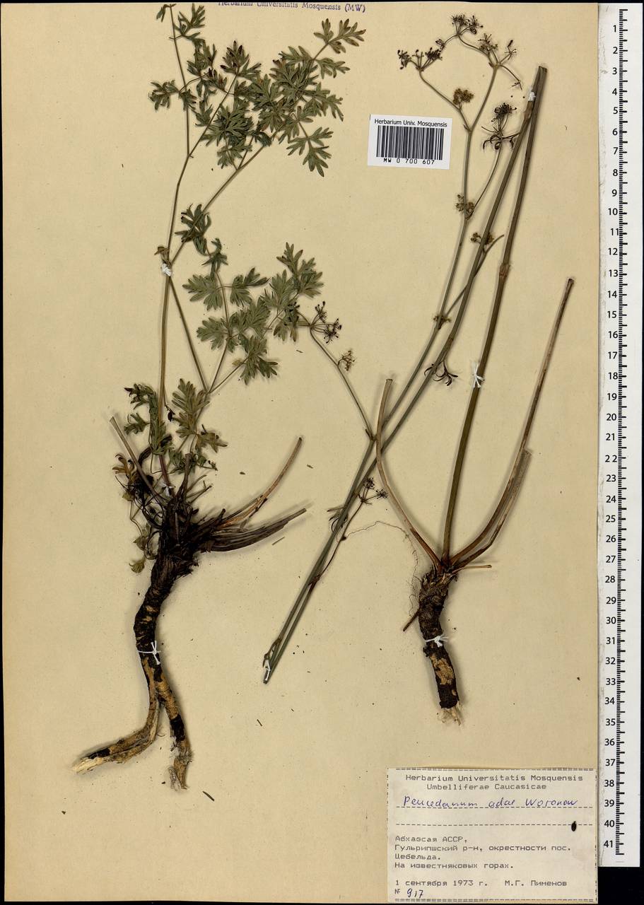 Peucedanum adae Woronow, Caucasus, Abkhazia (K4a) (Abkhazia)