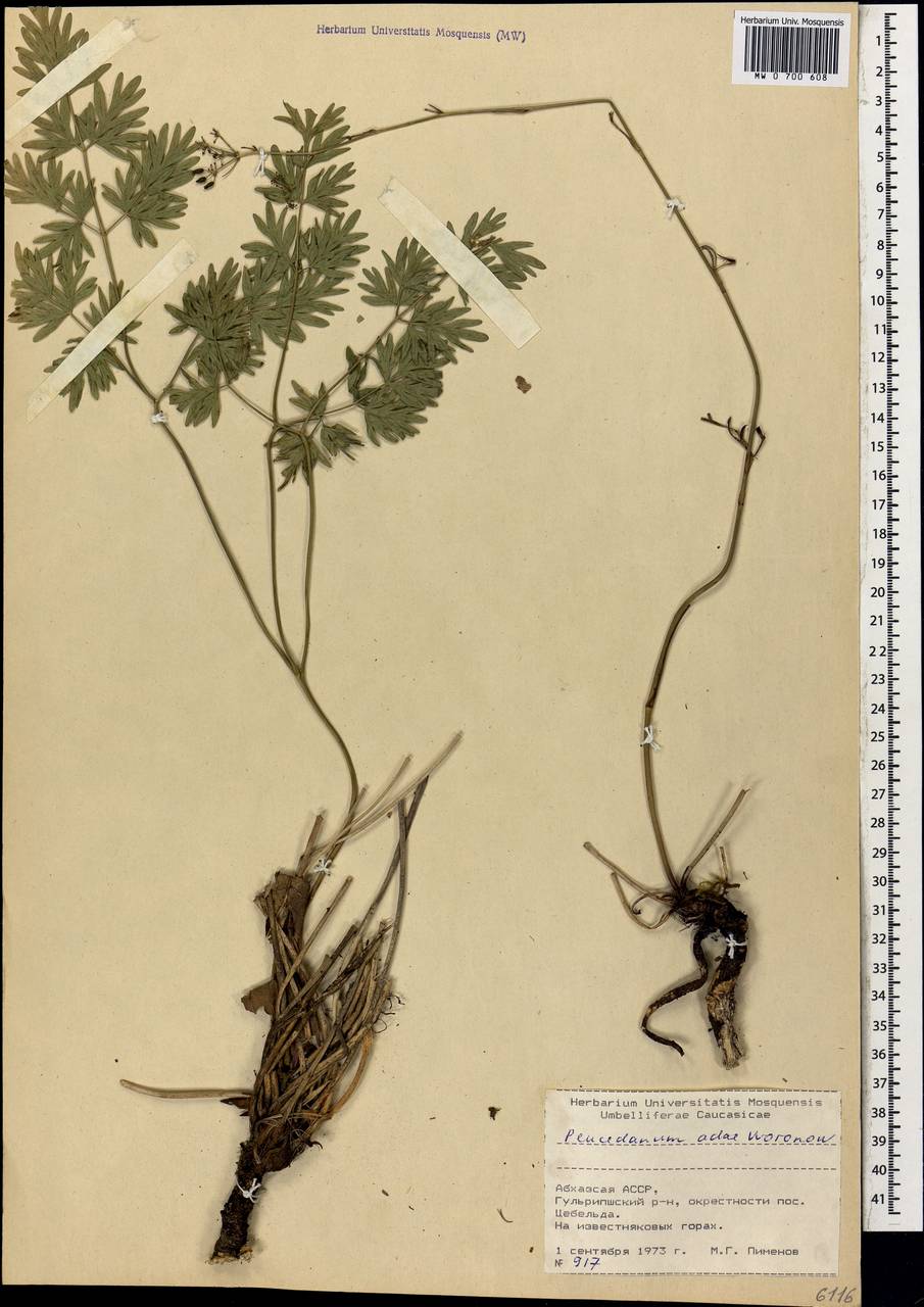 Peucedanum adae Woronow, Caucasus, Abkhazia (K4a) (Abkhazia)