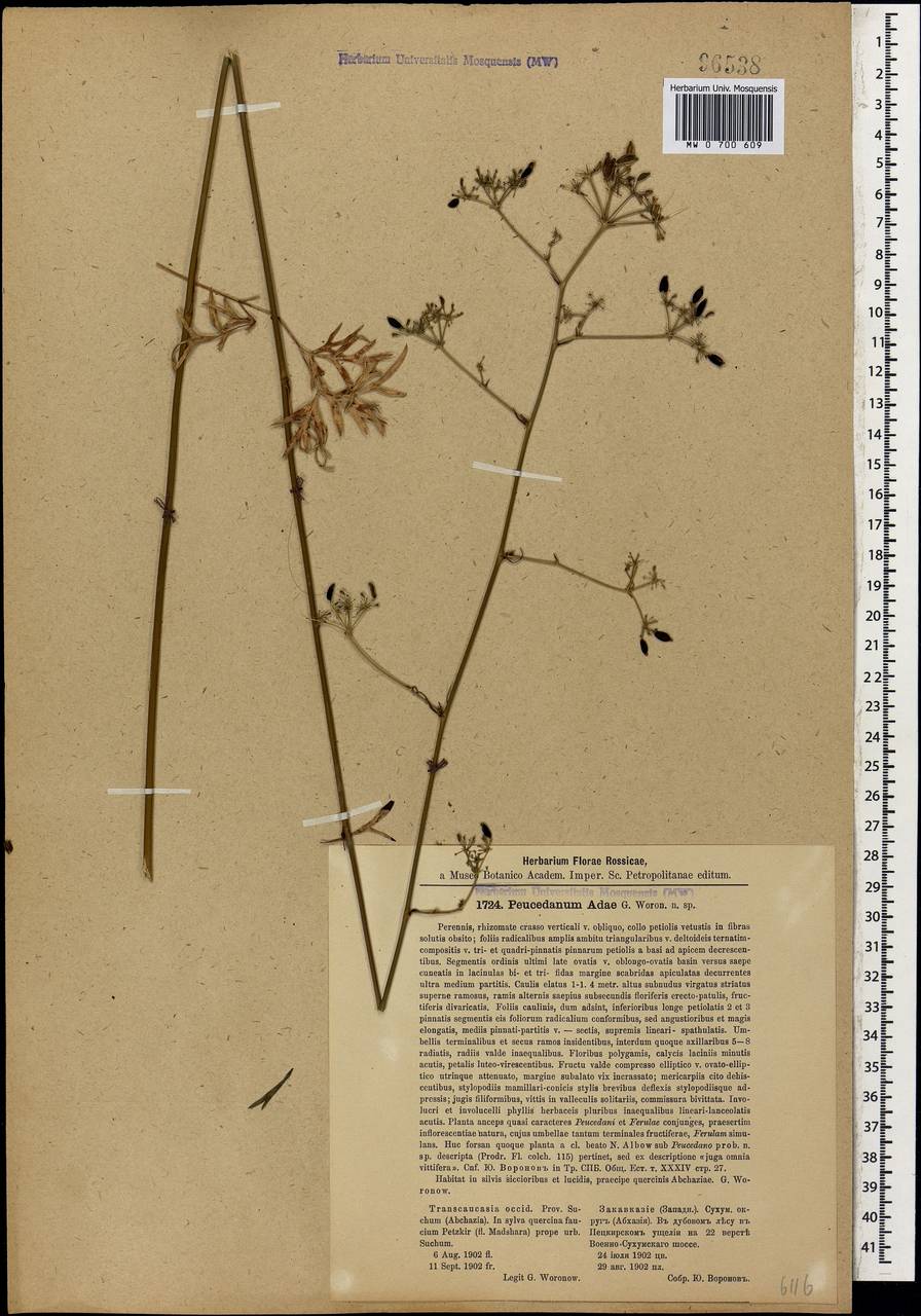 Peucedanum adae Woronow, Caucasus, Abkhazia (K4a) (Abkhazia)