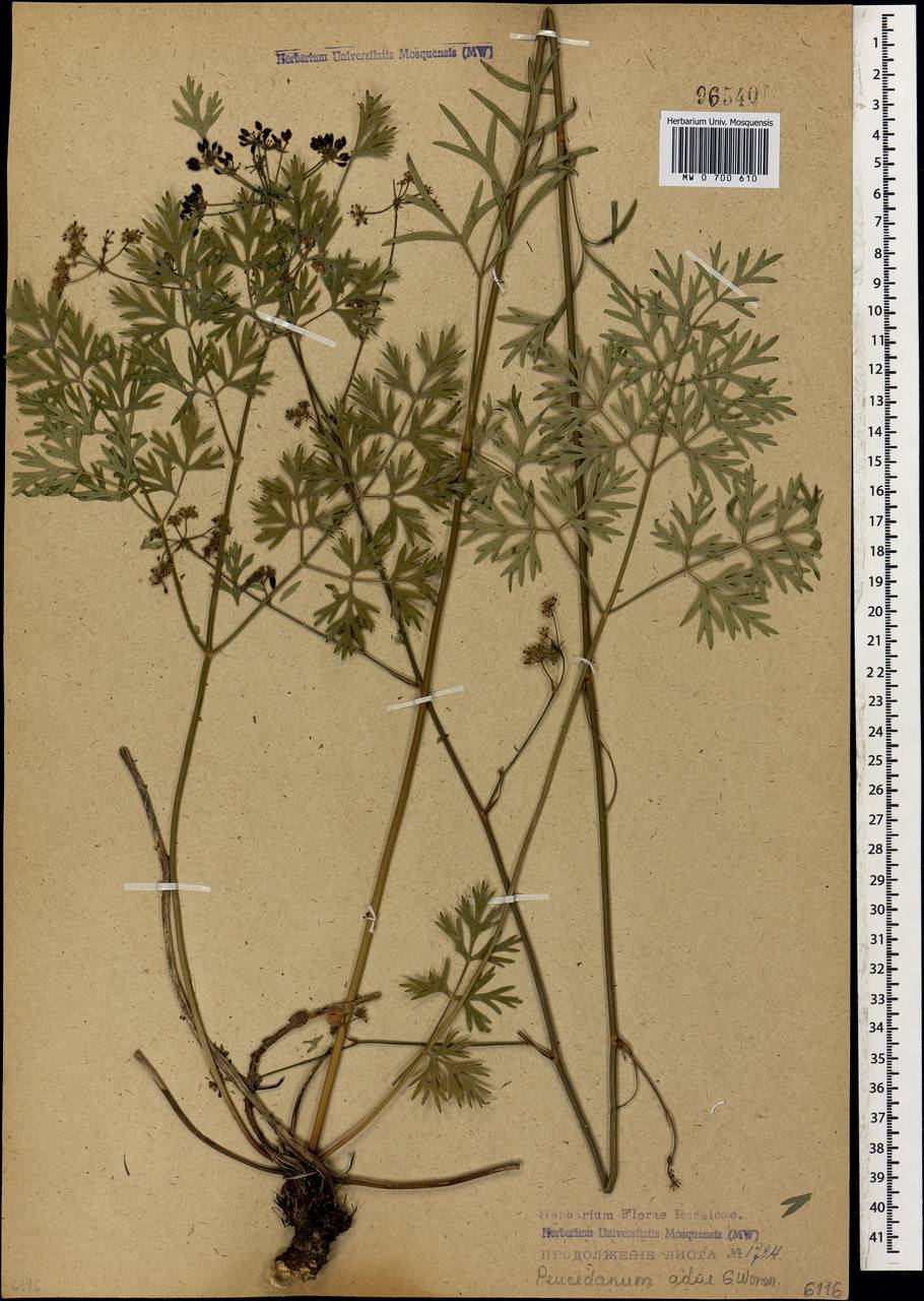 Peucedanum adae Woronow, Caucasus, Abkhazia (K4a) (Abkhazia)