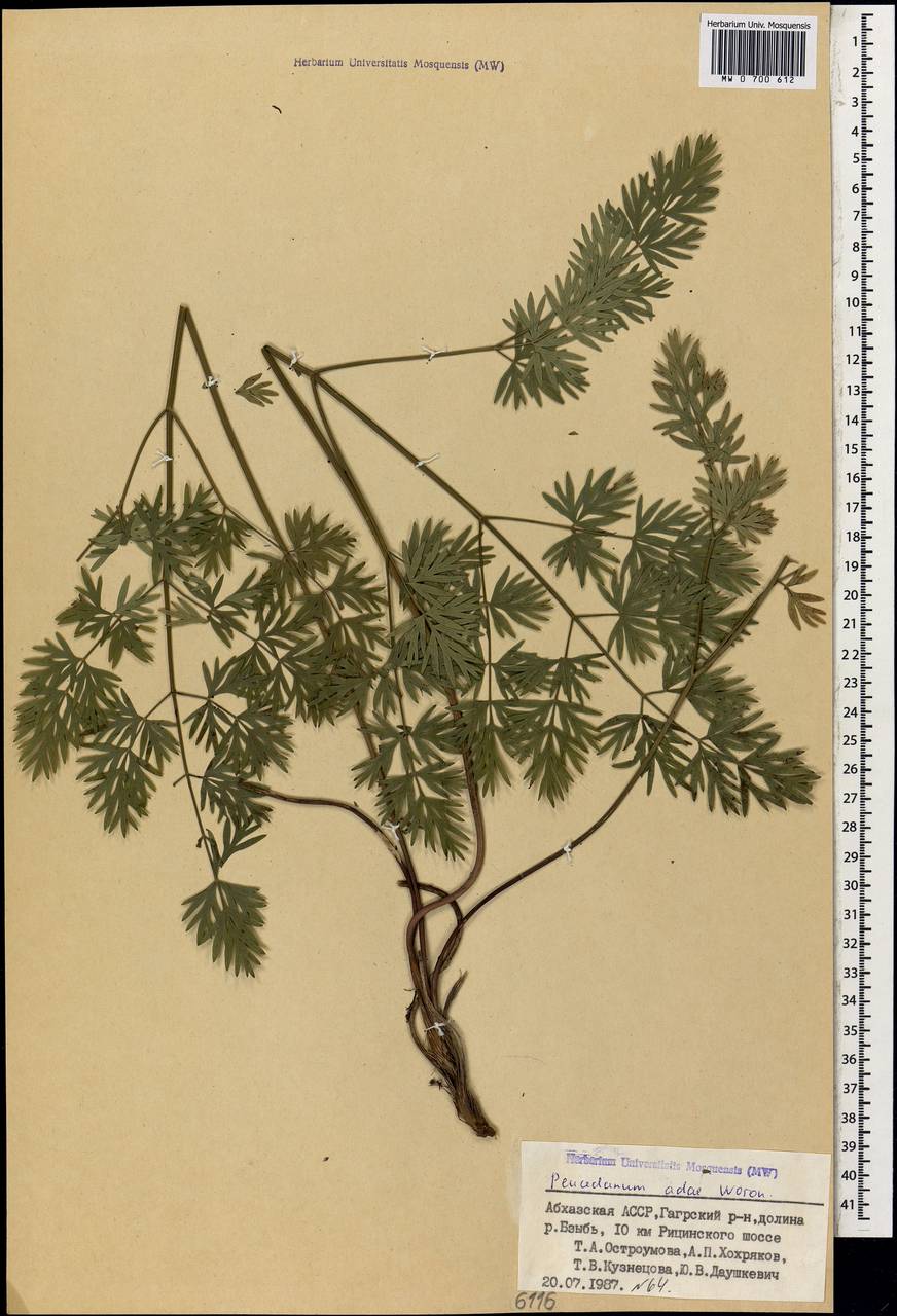 Peucedanum adae Woronow, Caucasus, Abkhazia (K4a) (Abkhazia)