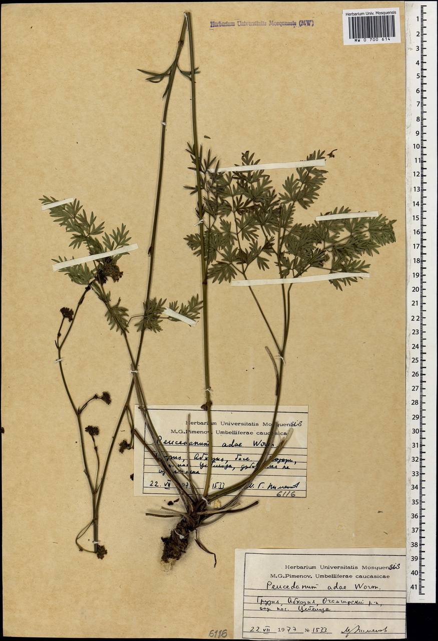 Peucedanum adae Woronow, Caucasus, Abkhazia (K4a) (Abkhazia)