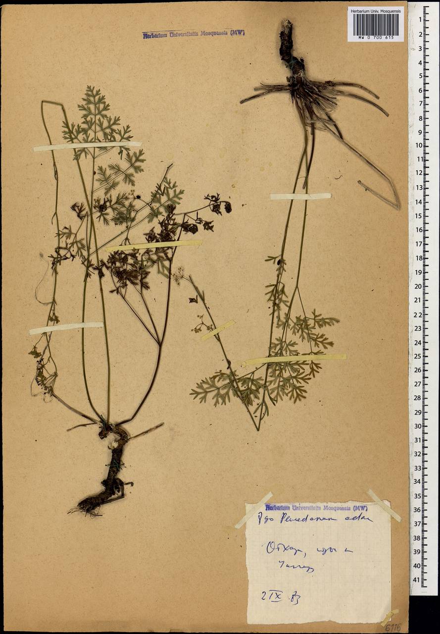 Peucedanum adae Woronow, Caucasus, Abkhazia (K4a) (Abkhazia)