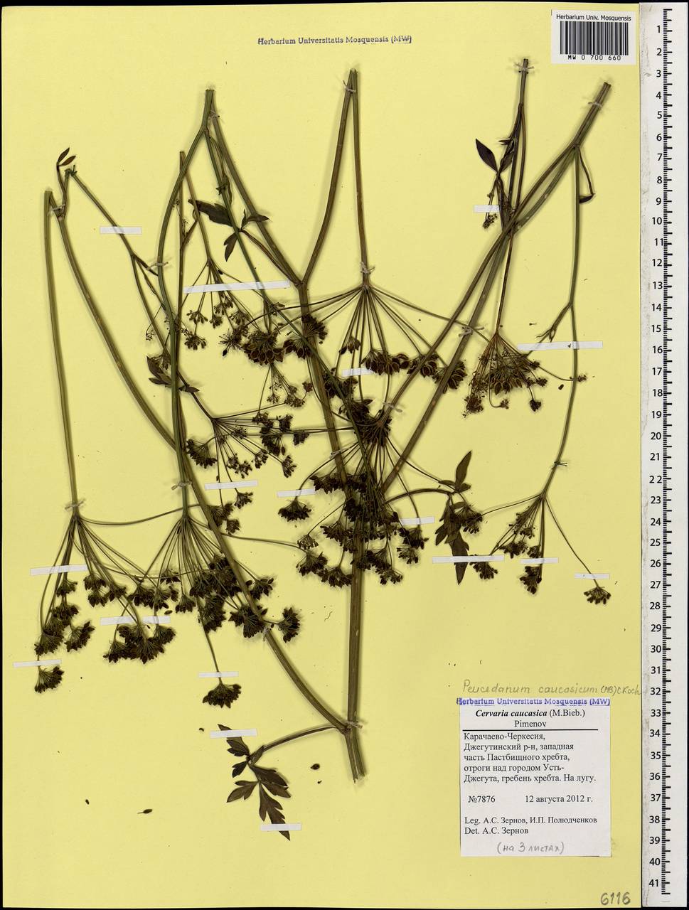 Dichoropetalum caucasicum (M.Bieb.) Soldano, Galasso & Banfi, Caucasus, Stavropol Krai, Karachay-Cherkessia & Kabardino-Balkaria (K1b) (Russia)