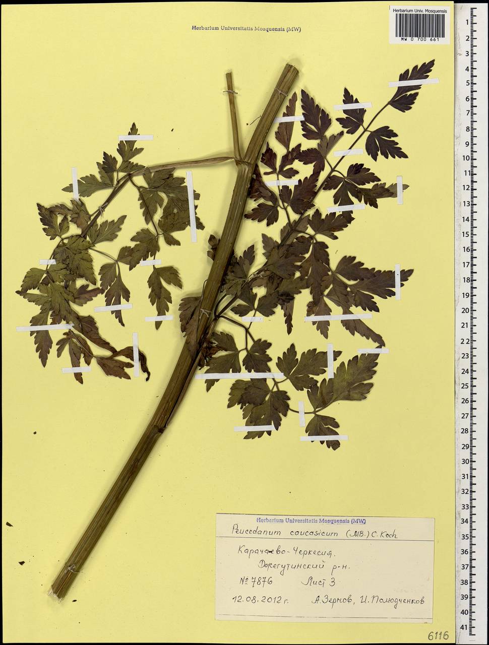 Dichoropetalum caucasicum (M.Bieb.) Soldano, Galasso & Banfi, Caucasus, Stavropol Krai, Karachay-Cherkessia & Kabardino-Balkaria (K1b) (Russia)