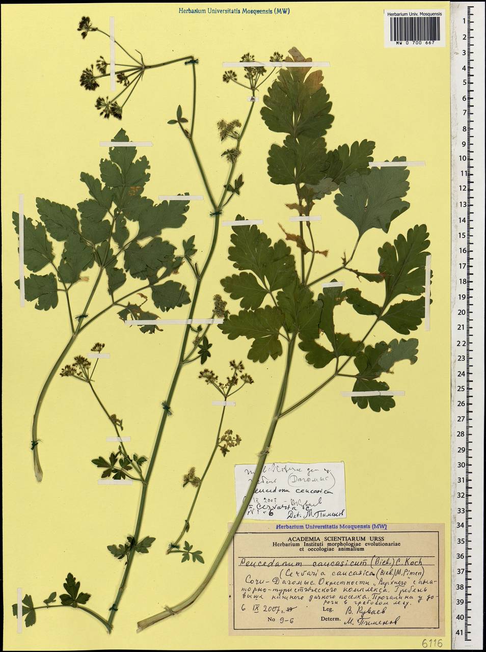 Dichoropetalum caucasicum (M.Bieb.) Soldano, Galasso & Banfi, Caucasus, Black Sea Shore (from Novorossiysk to Adler) (K3) (Russia)