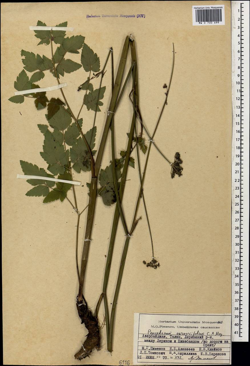 Cervaria cervariifolia (C.A.Mey.) Pimenov, Caucasus, Azerbaijan (K6) (Azerbaijan)