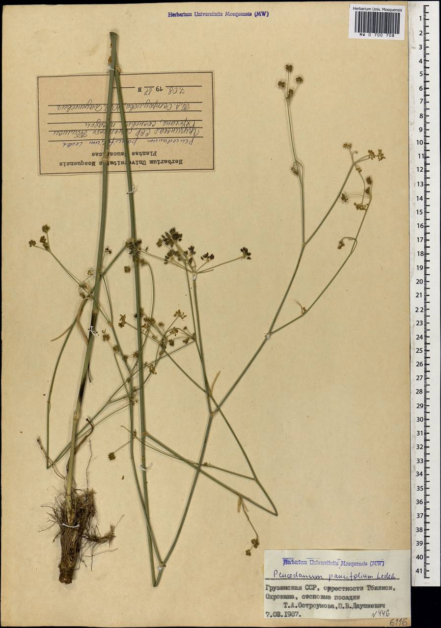 Dichoropetalum seseloides (C.A.Mey.) Pimenov & Kljuykov, Caucasus, Georgia (K4) (Georgia)