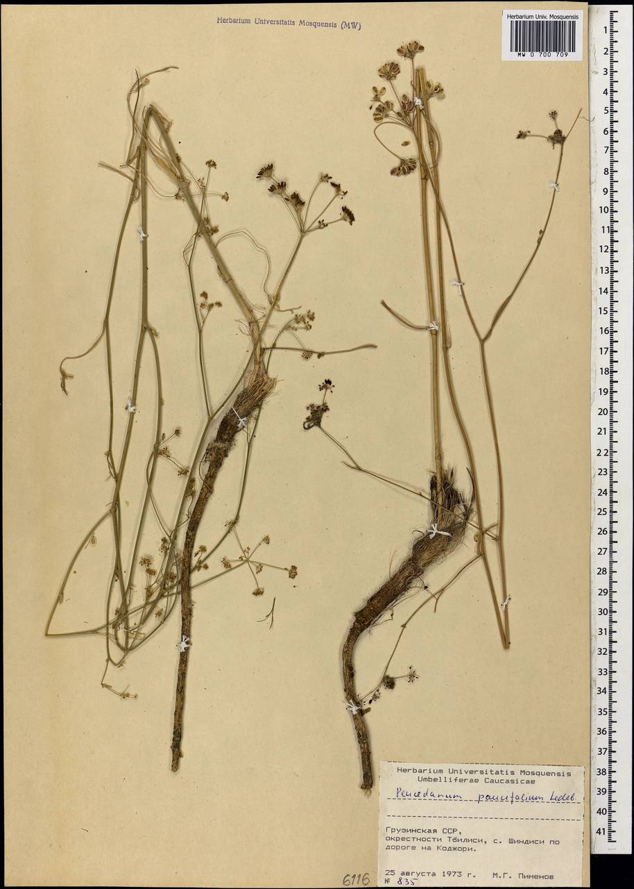 Dichoropetalum seseloides (C.A.Mey.) Pimenov & Kljuykov, Caucasus, Georgia (K4) (Georgia)
