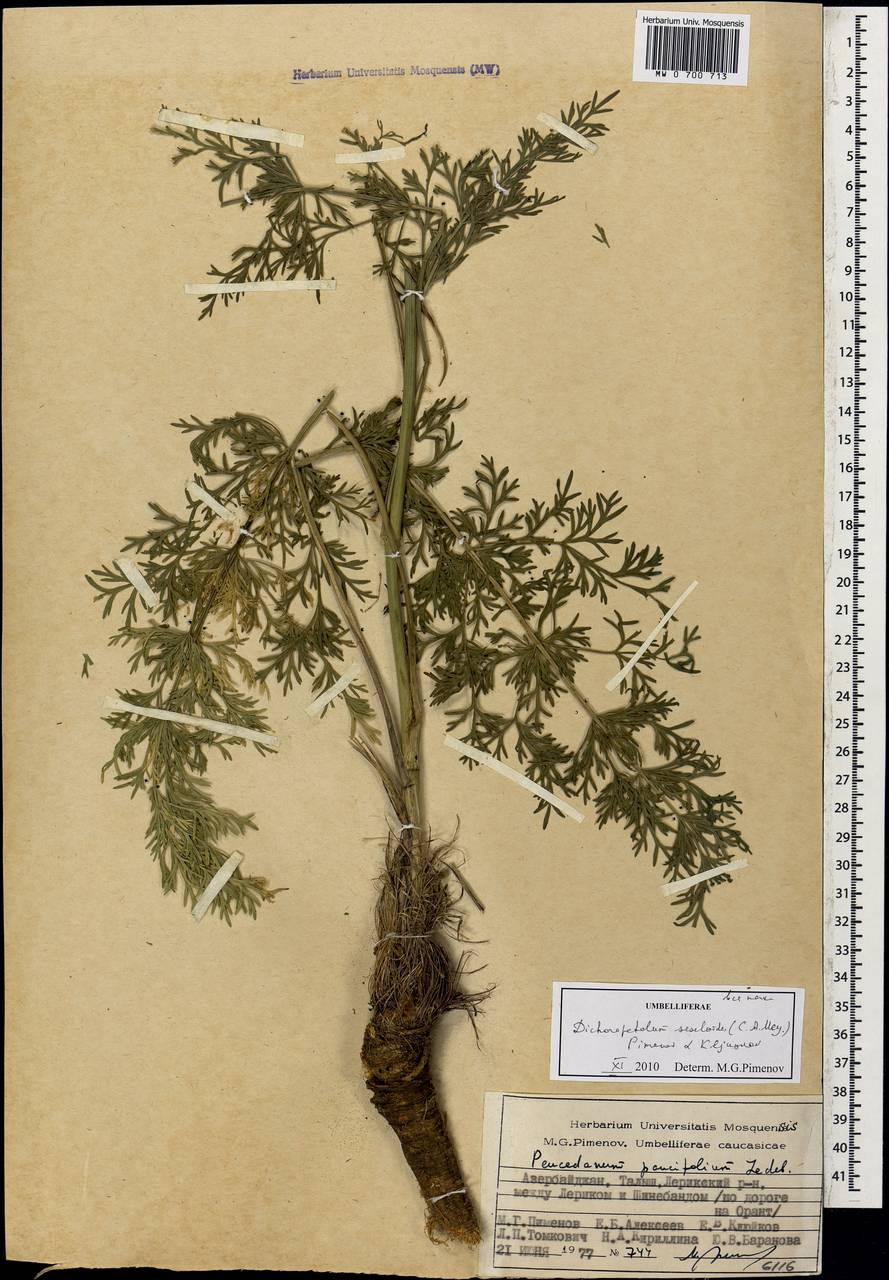Dichoropetalum seseloides (C.A.Mey.) Pimenov & Kljuykov, Caucasus, Azerbaijan (K6) (Azerbaijan)