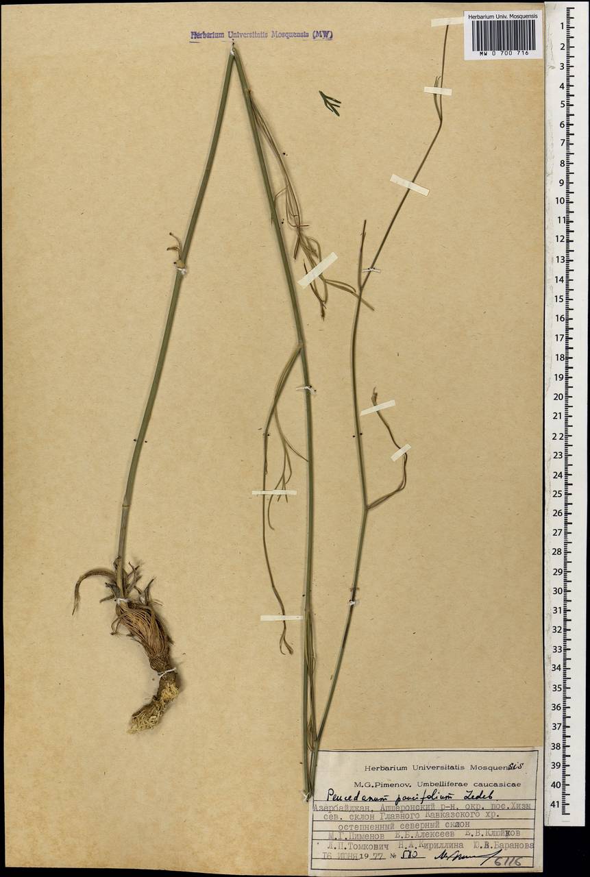 Dichoropetalum seseloides (C.A.Mey.) Pimenov & Kljuykov, Caucasus, Azerbaijan (K6) (Azerbaijan)