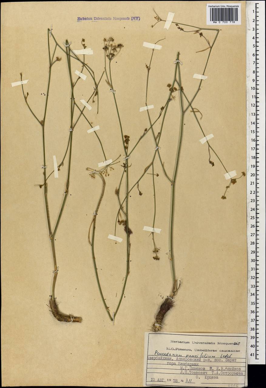 Dichoropetalum seseloides (C.A.Mey.) Pimenov & Kljuykov, Caucasus, Azerbaijan (K6) (Azerbaijan)
