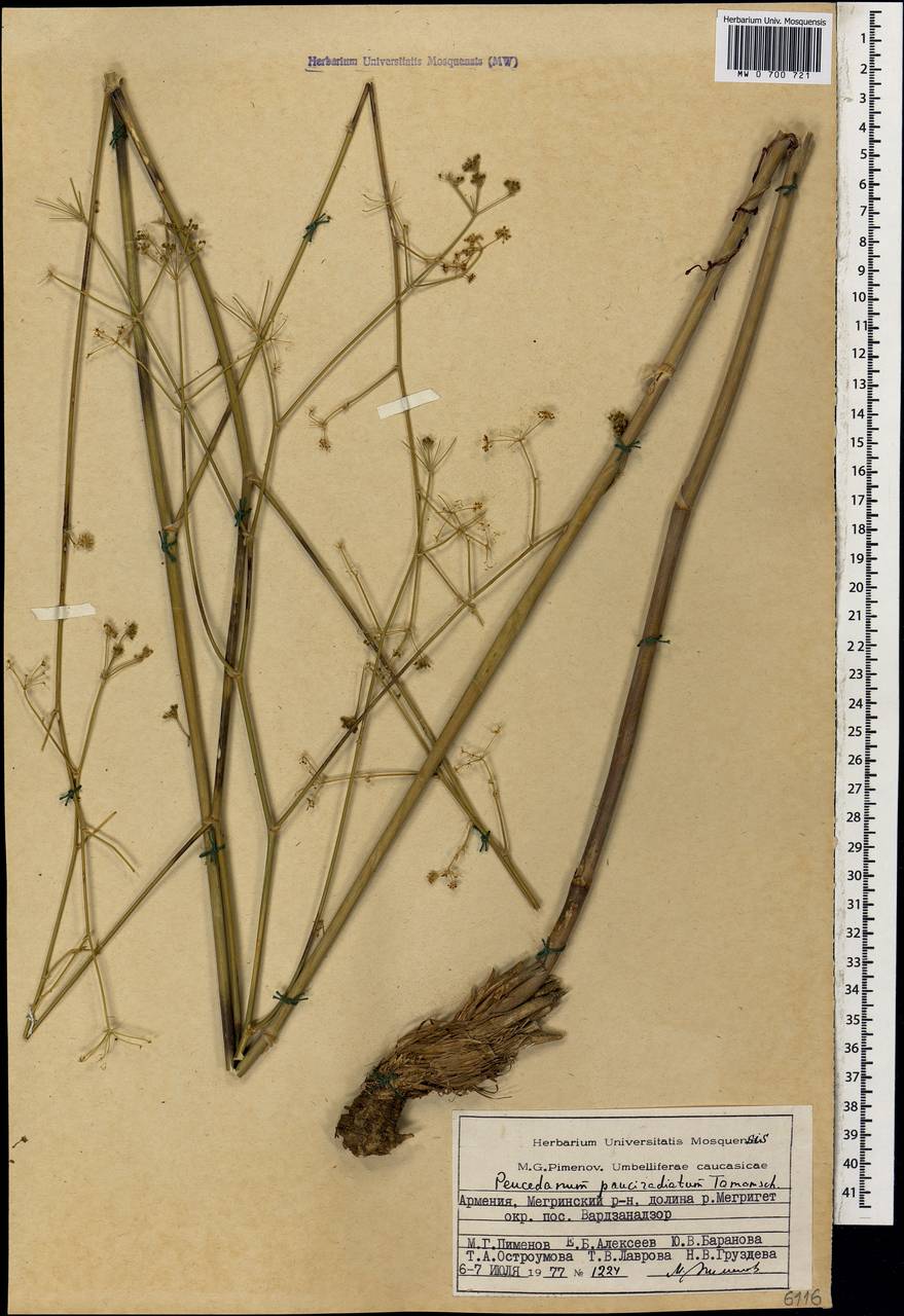 Zeravschania pauciradiata (Tamamsch.) Pimenov, Caucasus, Armenia (K5) (Armenia)