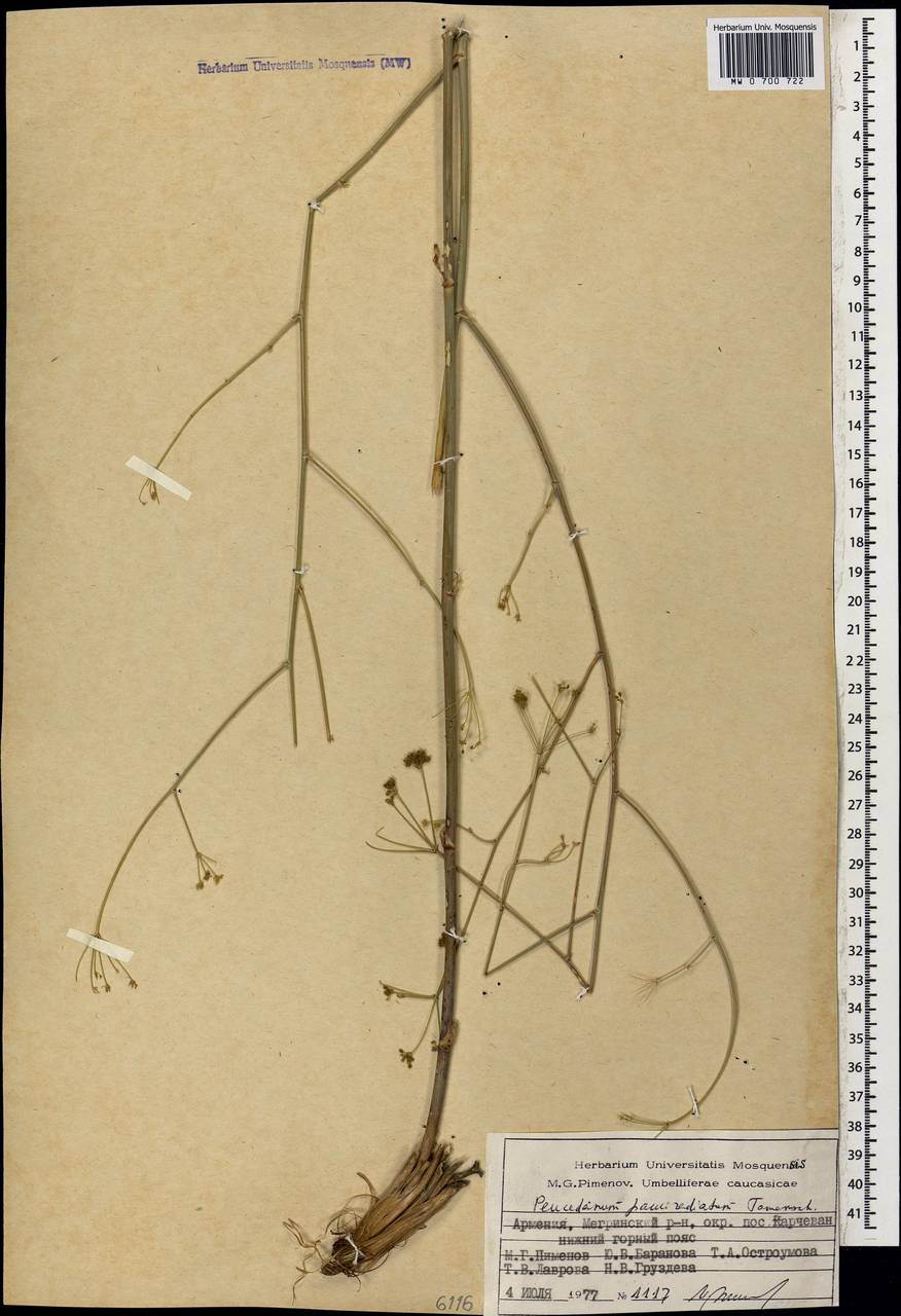 Zeravschania pauciradiata (Tamamsch.) Pimenov, Caucasus, Armenia (K5) (Armenia)