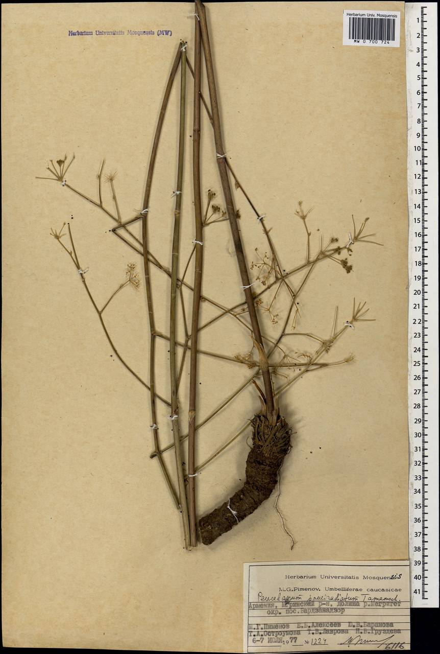 Zeravschania pauciradiata (Tamamsch.) Pimenov, Caucasus, Armenia (K5) (Armenia)