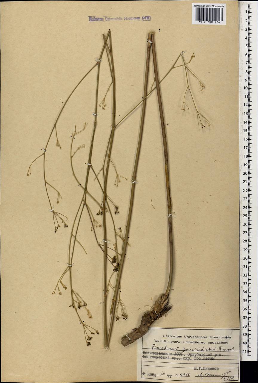 Zeravschania pauciradiata (Tamamsch.) Pimenov, Caucasus, Azerbaijan (K6) (Azerbaijan)