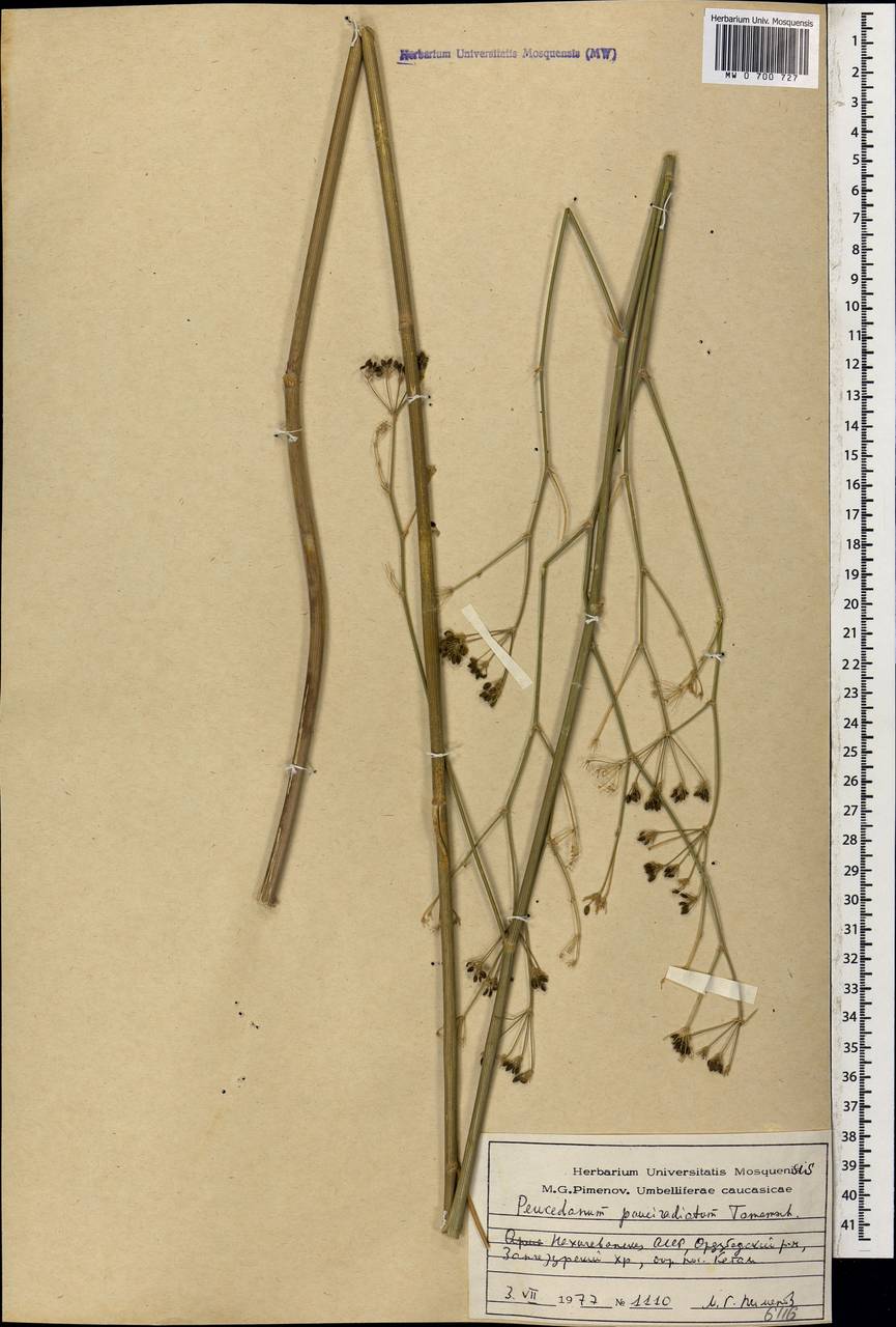 Zeravschania pauciradiata (Tamamsch.) Pimenov, Caucasus, Azerbaijan (K6) (Azerbaijan)