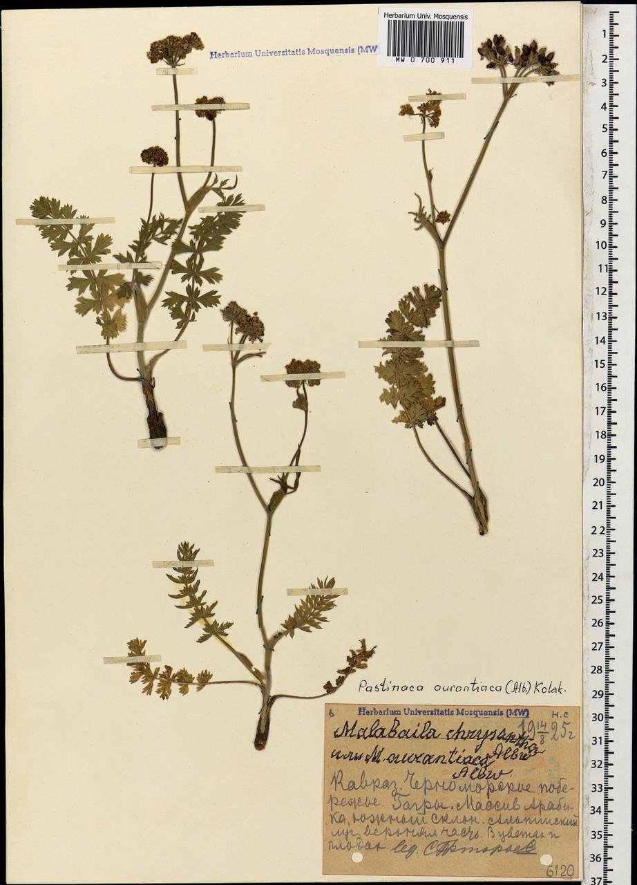 Pastinaca aurantiaca (Albov) Kolak., Caucasus, Abkhazia (K4a) (Abkhazia)