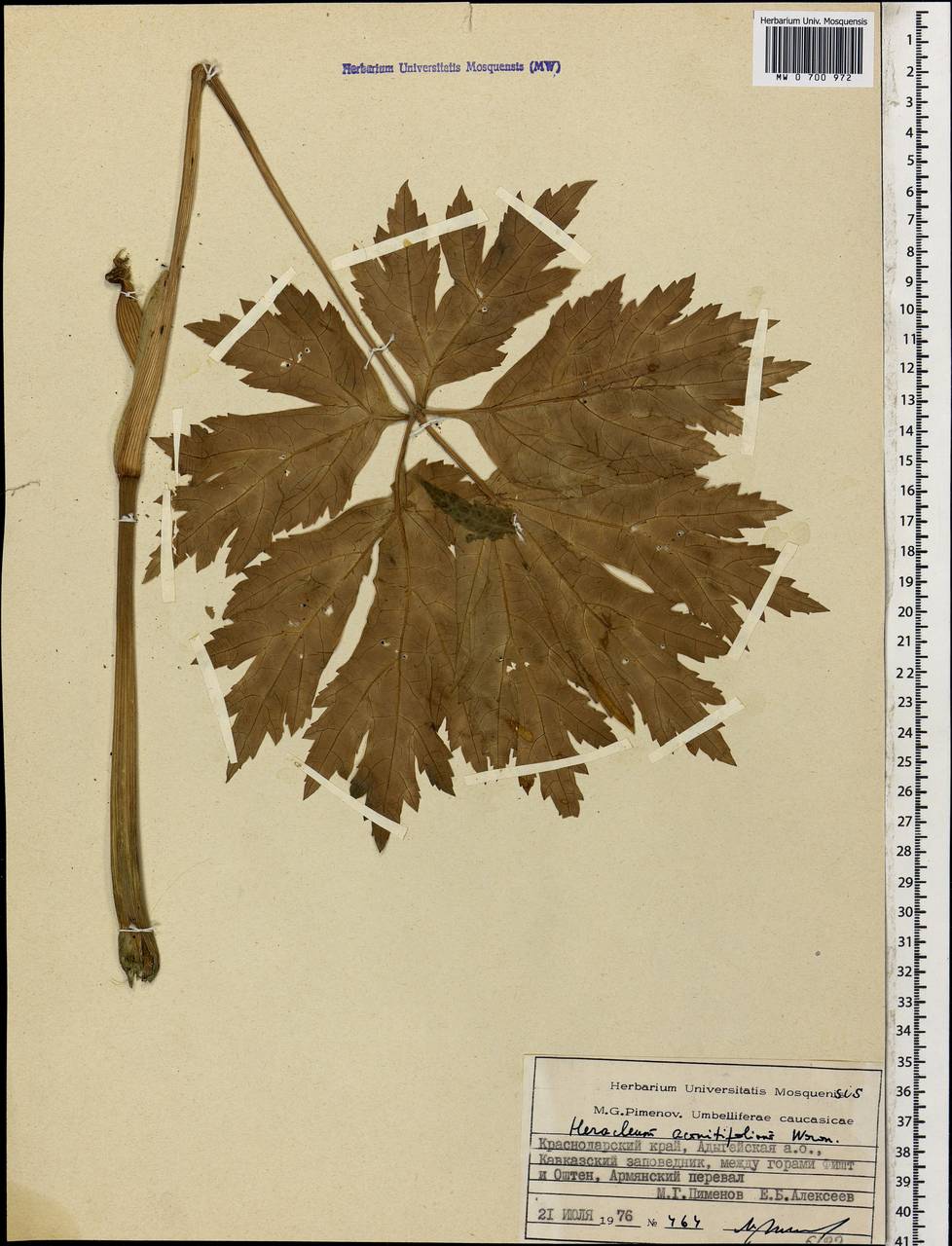 Heracleum aconitifolium Woronow, Caucasus, Krasnodar Krai & Adygea (K1a) (Russia)