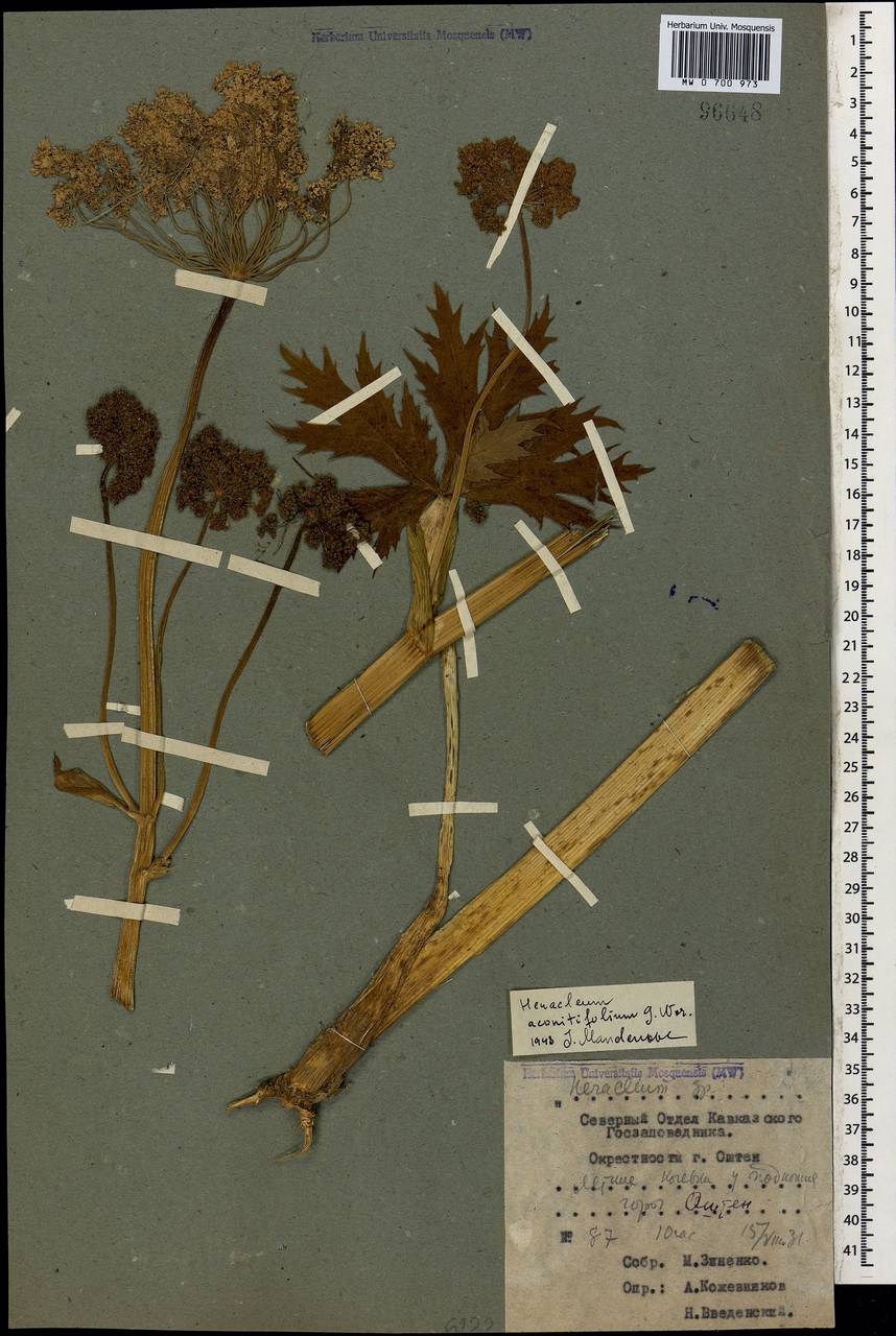 Heracleum aconitifolium Woronow, Caucasus, Krasnodar Krai & Adygea (K1a) (Russia)