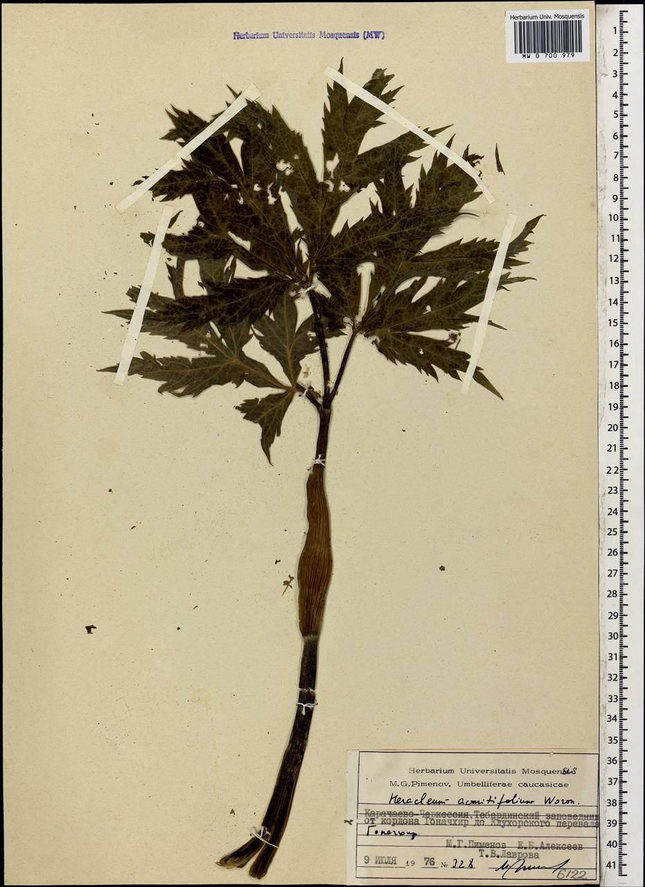 Heracleum aconitifolium Woronow, Caucasus, Stavropol Krai, Karachay-Cherkessia & Kabardino-Balkaria (K1b) (Russia)