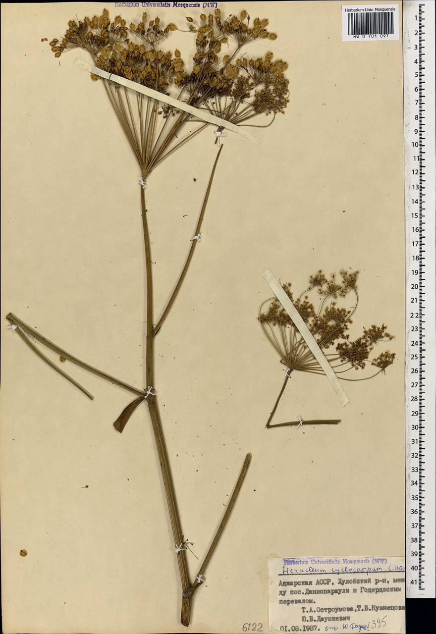 Heracleum cyclocarpum K.Koch, Caucasus, Georgia (K4) (Georgia)
