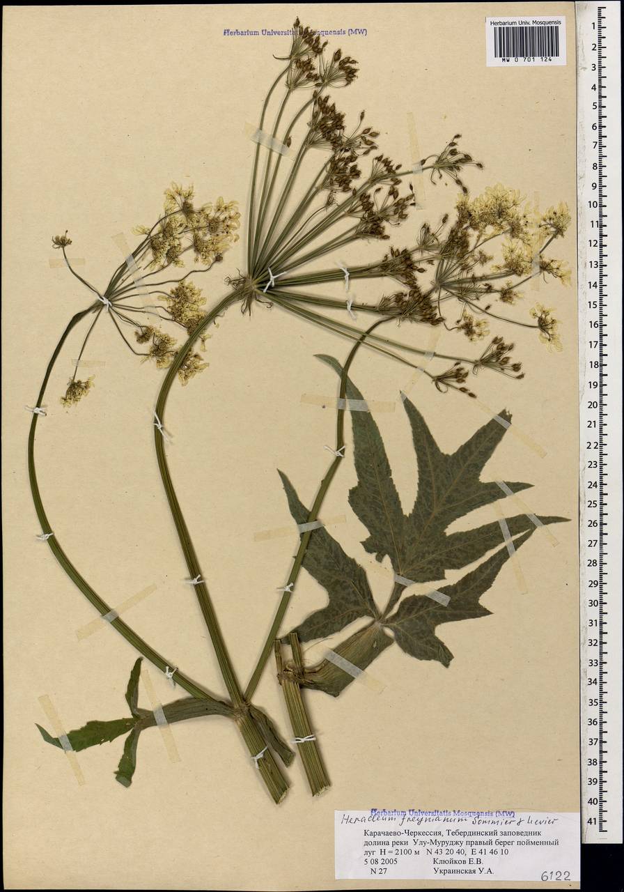 Heracleum freynianum Sommier & Levier, Caucasus, Stavropol Krai, Karachay-Cherkessia & Kabardino-Balkaria (K1b) (Russia)