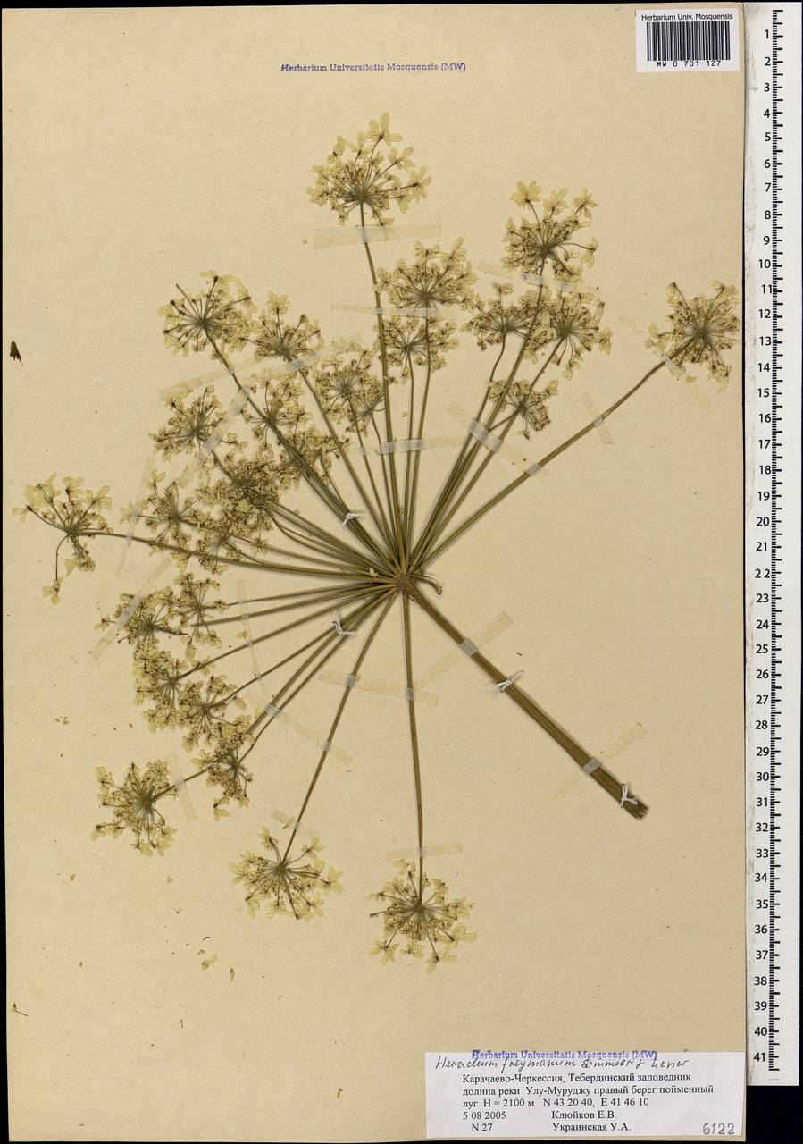 Heracleum freynianum Sommier & Levier, Caucasus, Stavropol Krai, Karachay-Cherkessia & Kabardino-Balkaria (K1b) (Russia)