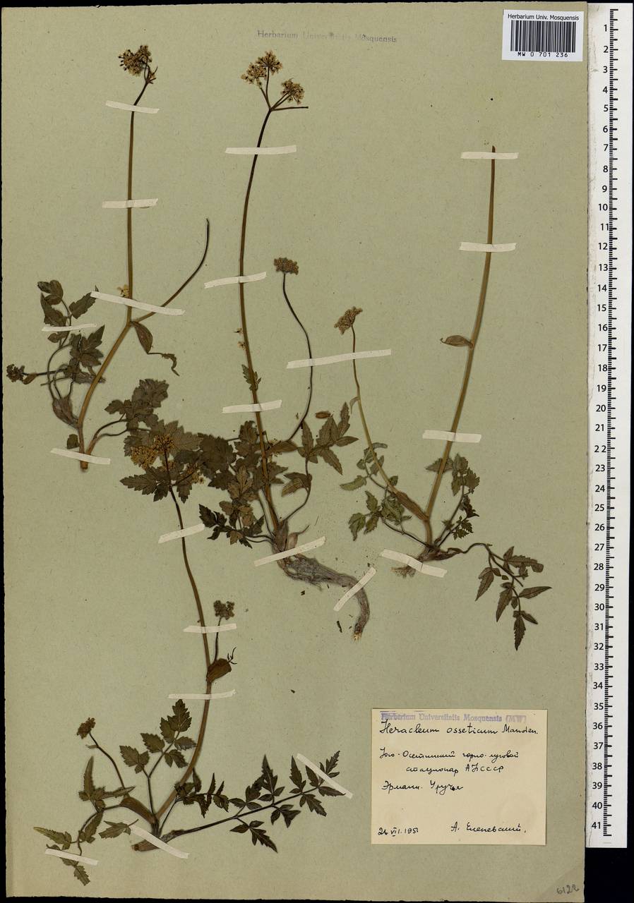 Heracleum ossethicum Manden., Caucasus, South Ossetia (K4b) (South Ossetia)