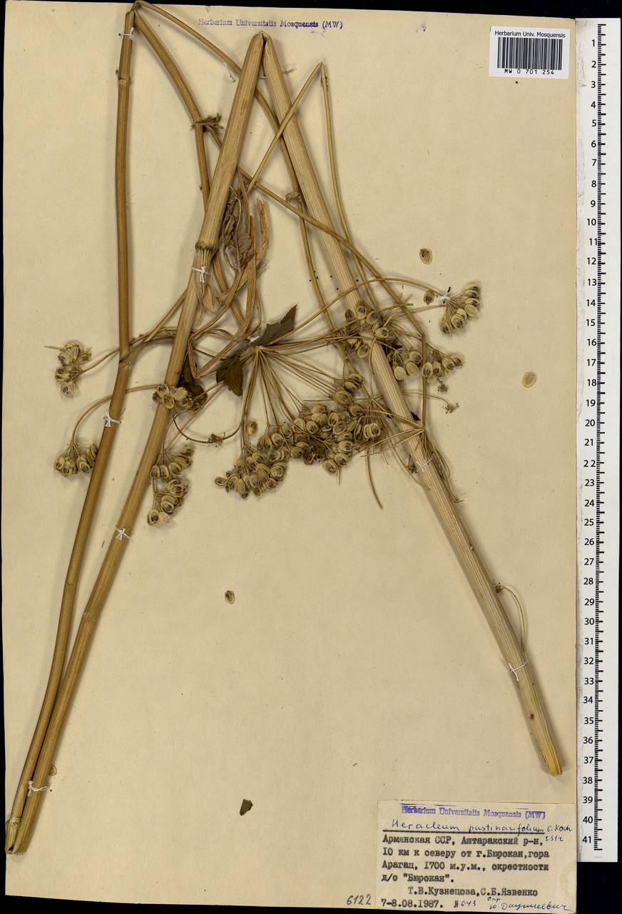 Heracleum pastinacifolium K.Koch, Caucasus, Armenia (K5) (Armenia)