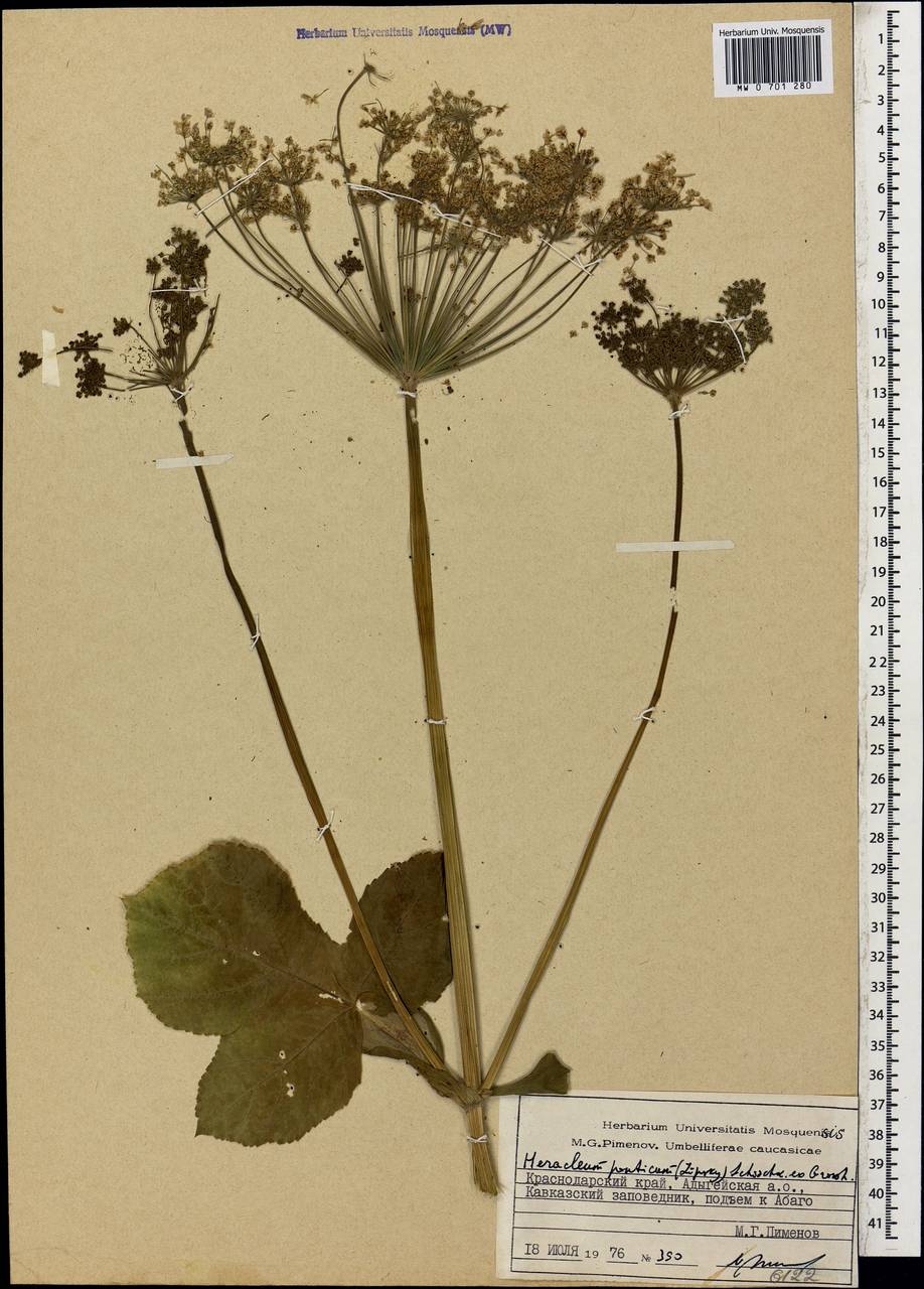 Heracleum ponticum (Lipsky) Schischk. ex Grossh., Caucasus, Krasnodar Krai & Adygea (K1a) (Russia)