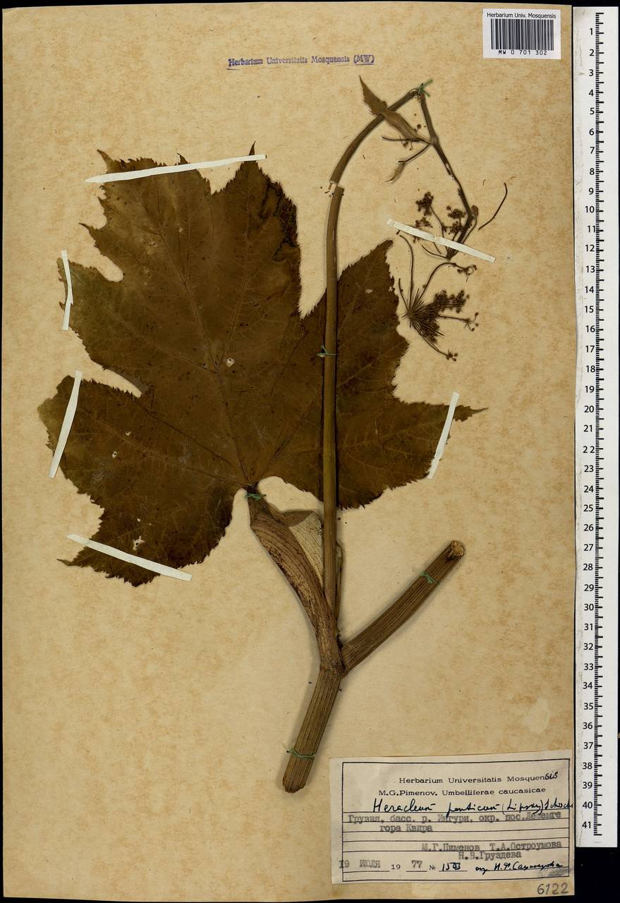 Heracleum ponticum (Lipsky) Schischk. ex Grossh., Caucasus, Georgia (K4) (Georgia)