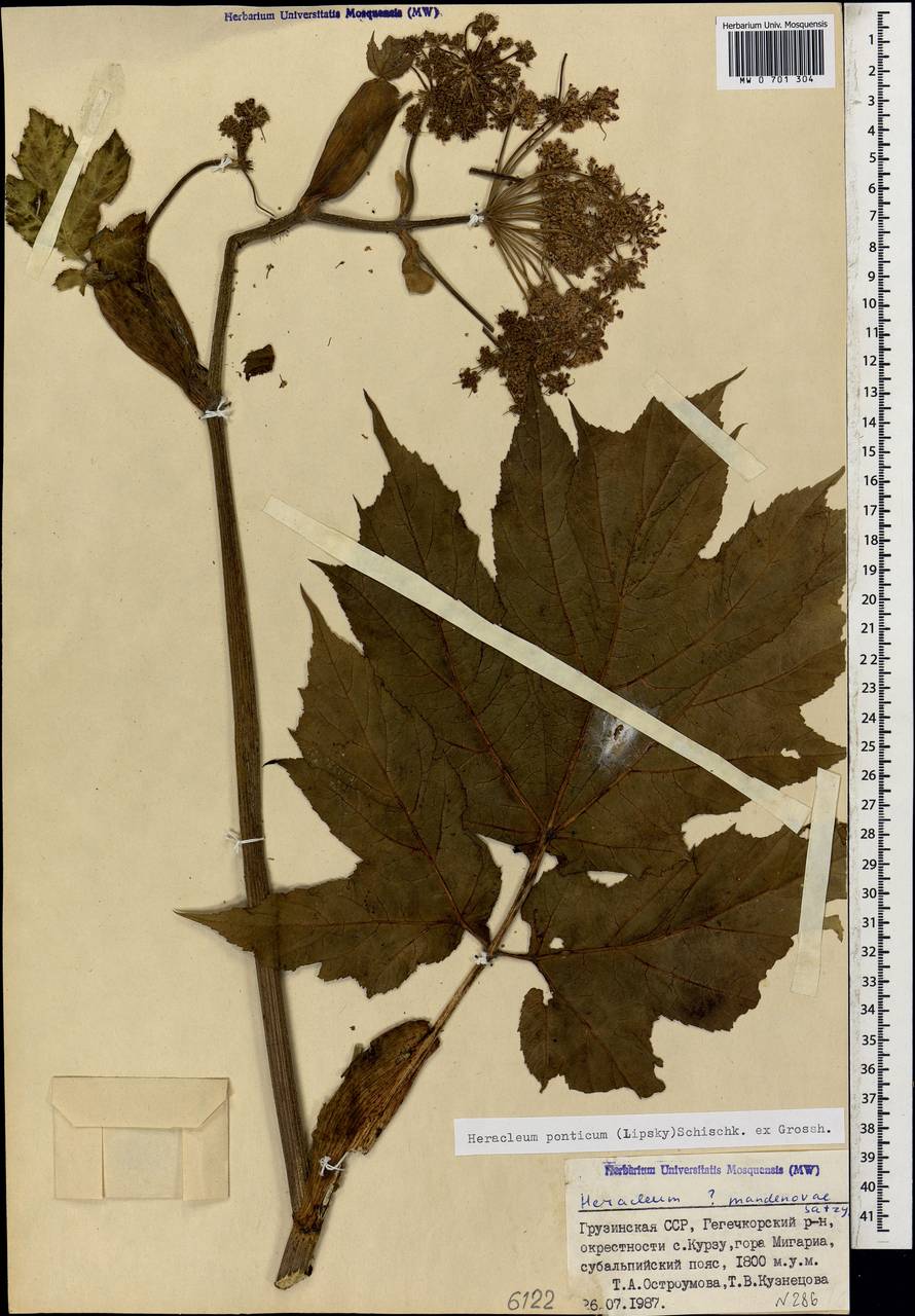 Heracleum ponticum (Lipsky) Schischk. ex Grossh., Caucasus, Georgia (K4) (Georgia)