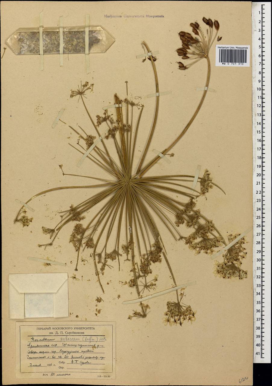 Heracleum pubescens (Hoffm.) M.Bieb., Caucasus, Armenia (K5) (Armenia)