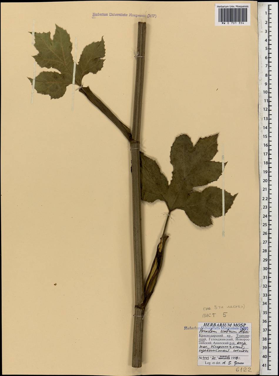 Heracleum scabrum Albov, Caucasus, Krasnodar Krai & Adygea (K1a) (Russia)