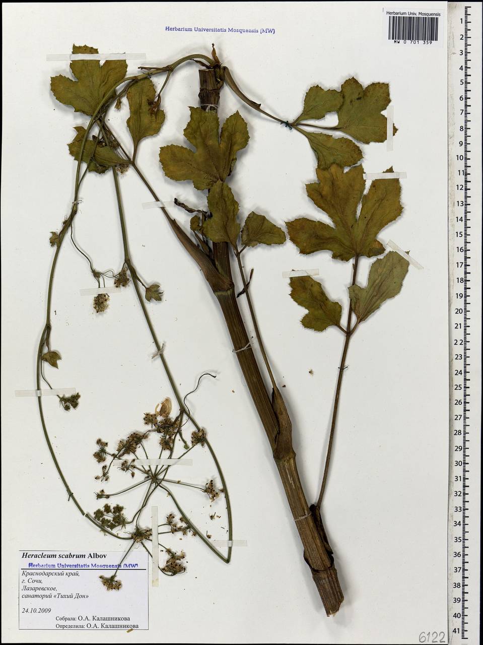 Heracleum scabrum Albov, Caucasus, Black Sea Shore (from Novorossiysk to Adler) (K3) (Russia)