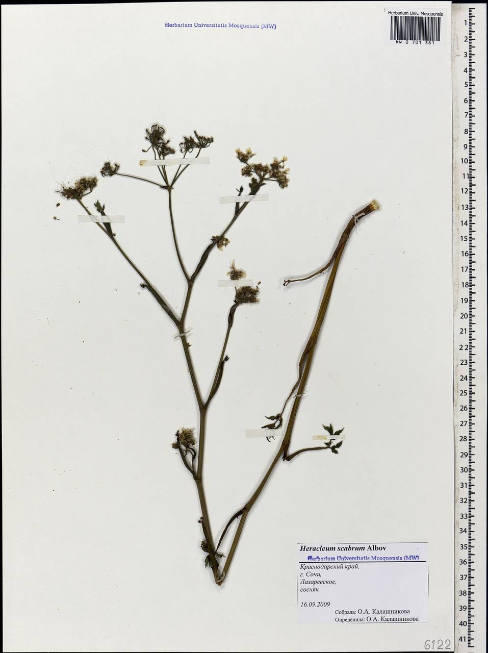 Heracleum scabrum Albov, Caucasus, Black Sea Shore (from Novorossiysk to Adler) (K3) (Russia)