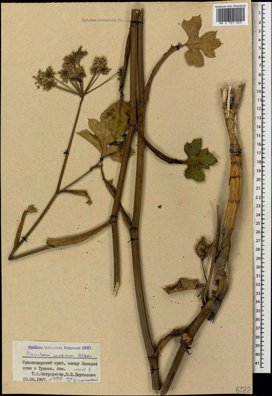 Heracleum scabrum Albov, Caucasus, Black Sea Shore (from Novorossiysk to Adler) (K3) (Russia)