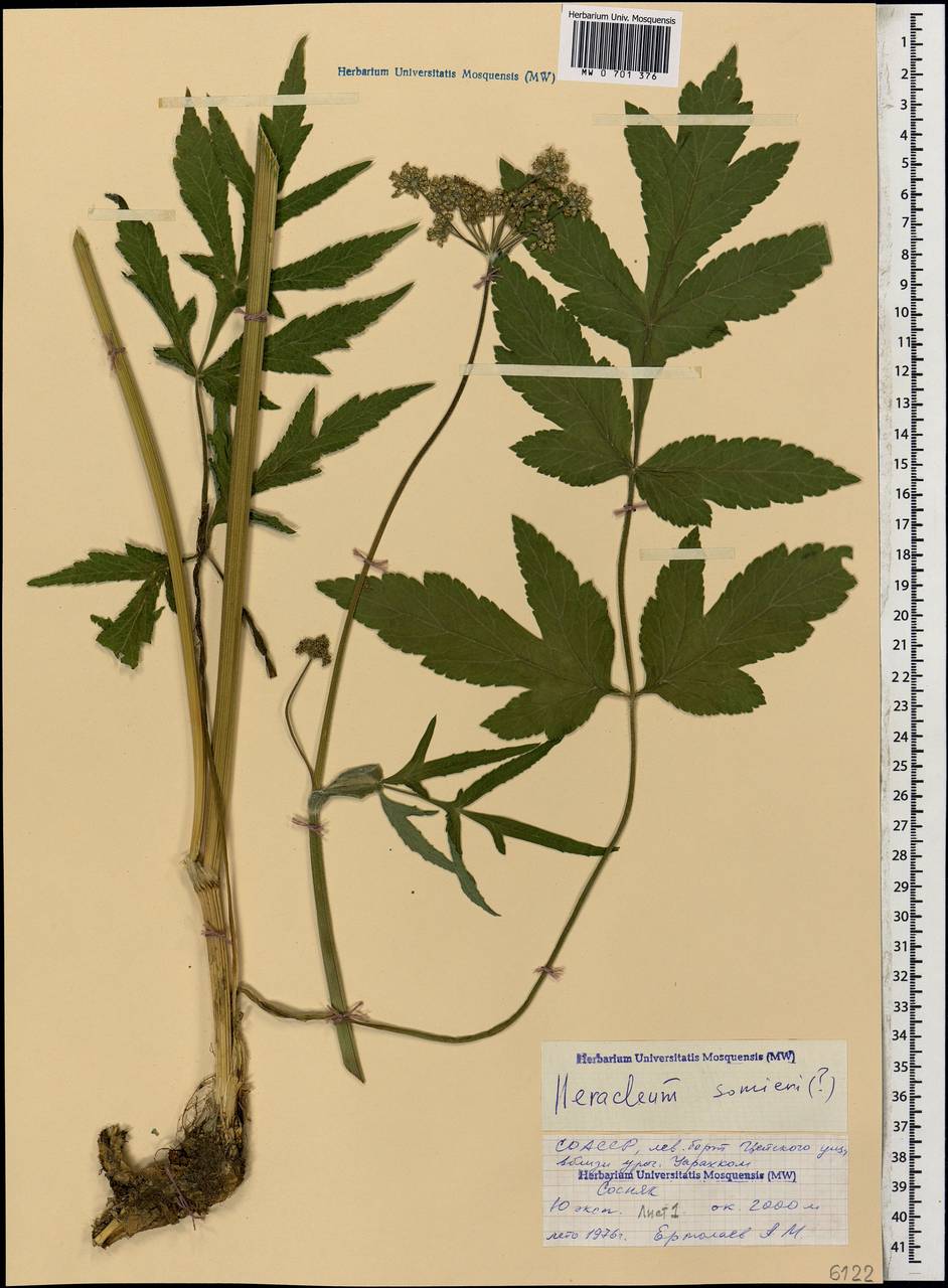 Heracleum sommieri Manden., Caucasus, North Ossetia, Ingushetia & Chechnya (K1c) (Russia)