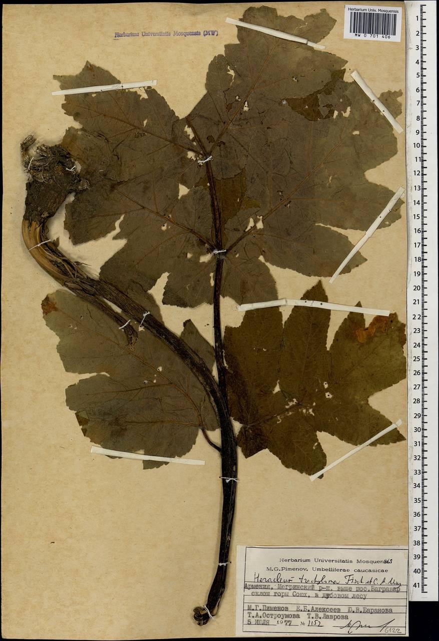 Heracleum trachyloma Fisch. & C.A.Mey., Caucasus, Armenia (K5) (Armenia)