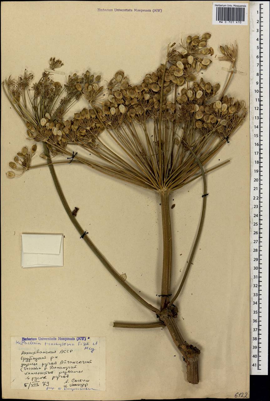 Heracleum trachyloma Fisch. & C.A.Mey., Caucasus, Azerbaijan (K6) (Azerbaijan)