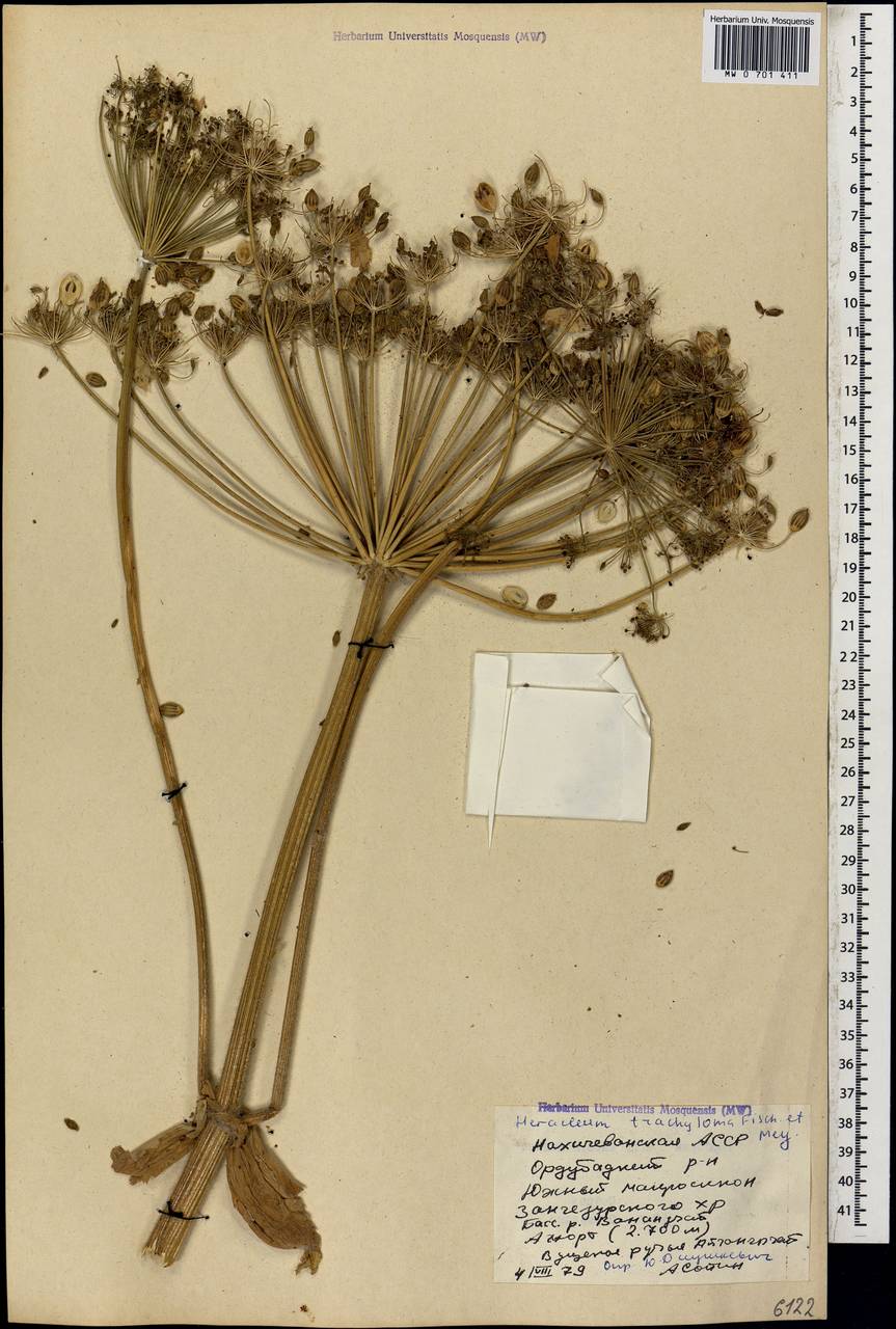 Heracleum trachyloma Fisch. & C.A.Mey., Caucasus, Azerbaijan (K6) (Azerbaijan)