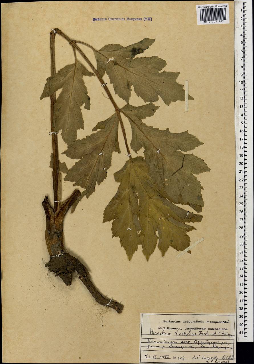 Heracleum trachyloma Fisch. & C.A.Mey., Caucasus, Azerbaijan (K6) (Azerbaijan)