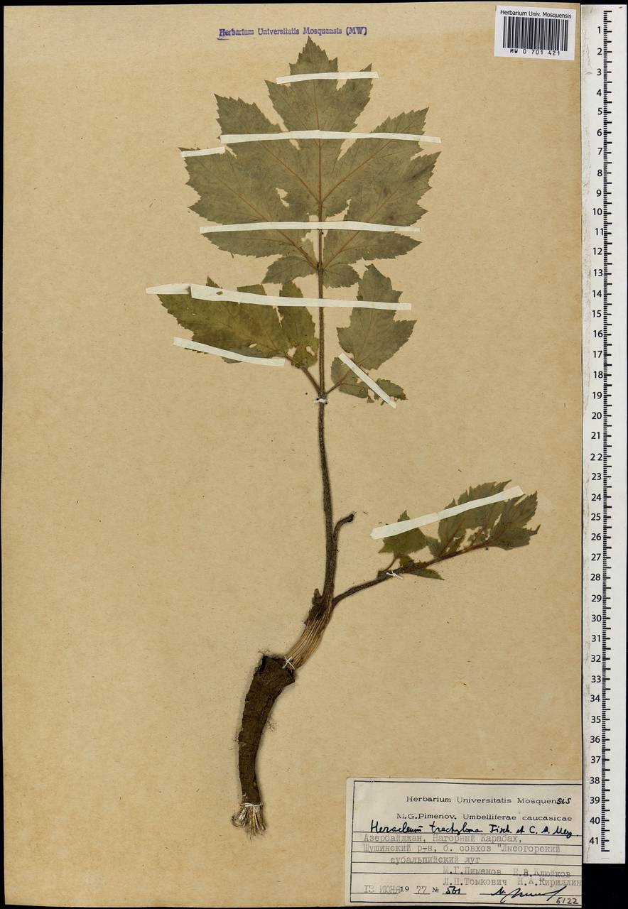 Heracleum trachyloma Fisch. & C.A.Mey., Caucasus, Azerbaijan (K6) (Azerbaijan)