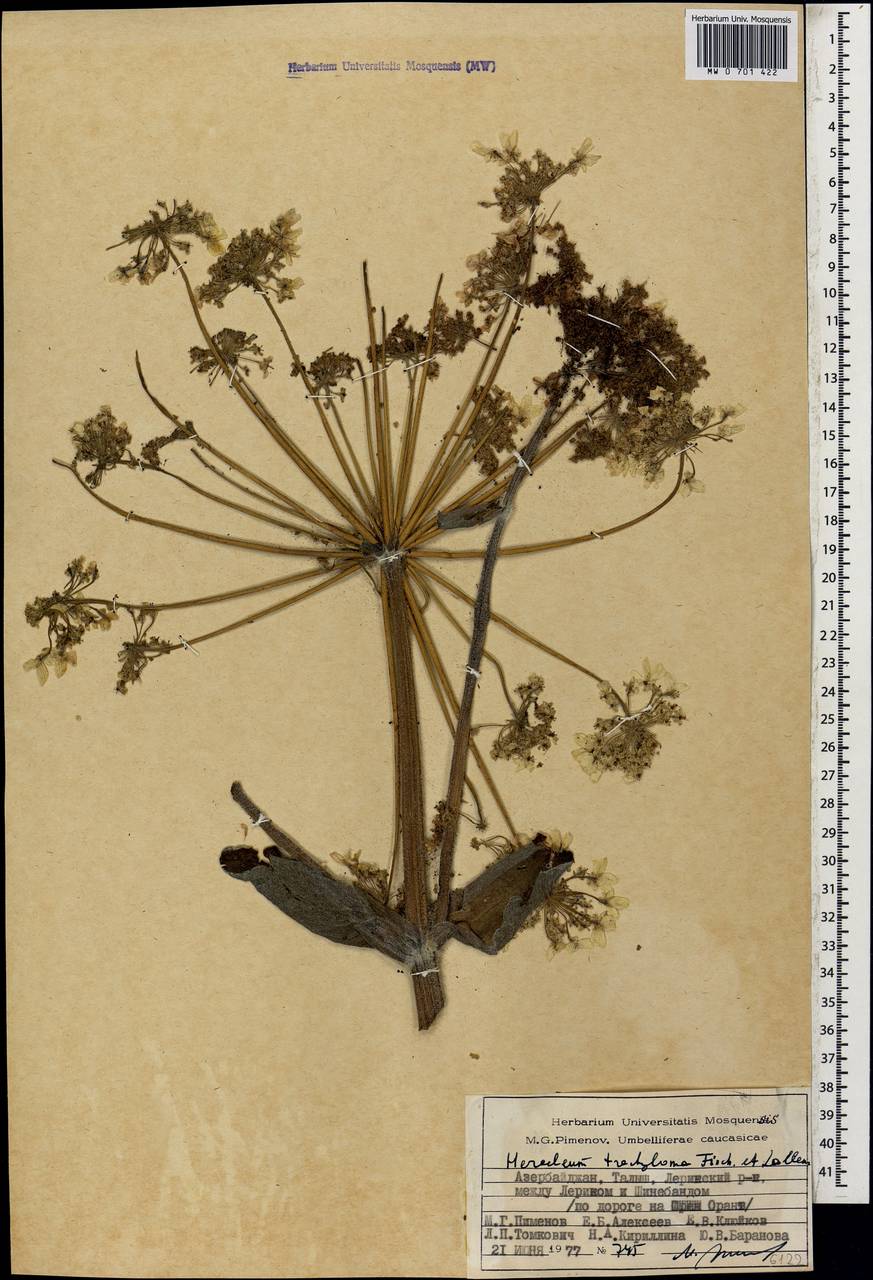 Heracleum trachyloma Fisch. & C.A.Mey., Caucasus, Azerbaijan (K6) (Azerbaijan)